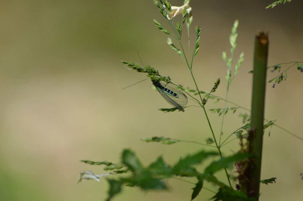 Chrysopidae:   Chrysopa perla, femmina